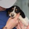 These dogs can be seen at our facility. Https Encrypted Tbn0 Gstatic Com Images Q Tbn And9gctow8gihkm84e5okrbsv3scbcklvypx1vdtbbk0gm6ld4hrrvue Usqp Cau