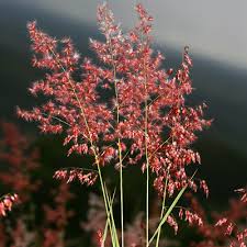 Image result for Melinis repens