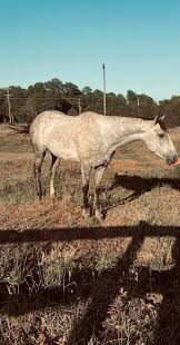 Eazy is a 5 year old QH. Very athletic and smart. Full disclosure we bought  him in July and was previously full pasture board. Now located with 50  other horses at a