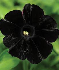 Its outlines make this flower more beautiful. Unusual Flowers Exotic Rare And Not Often Seen Specimens