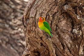 Image result for Peddiea fischeri