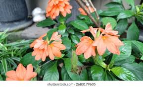 Image result for Crossandra puberula