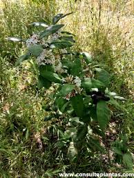 Image result for Acokanthera schimperi