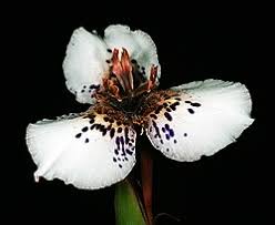 Image result for Moraea carsonii