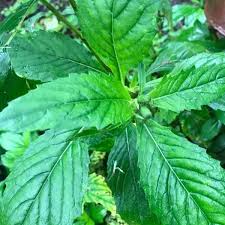 Image result for Crassocephalum paludum