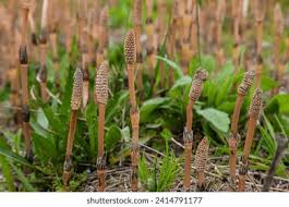 Image result for Equisetaceae