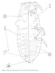 Image result for Teramnus micans