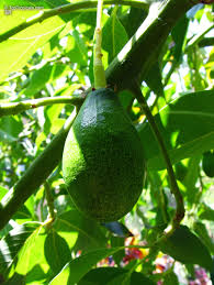 Image result for Persea americana