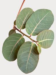 Image result for Phyllanthus muellerianus