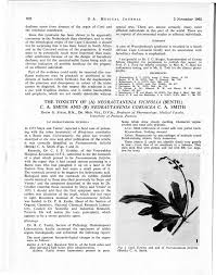 Image result for Neorautanenia ficifolia