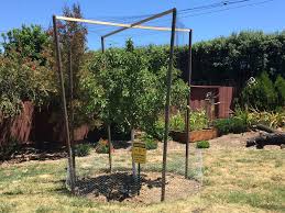 Mulching is probably the number one most recommended practice to protect your plants from summer stress. Fruit Tree Cage 8 Steps With Pictures Instructables