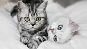 Maine coon ragdoll munchkin cat. Top 12 Most Expensive Cat Breeds In The World Ashera Vs Savannah Financesonline Com