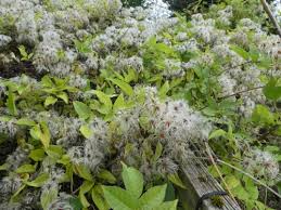 Image result for Ranunculaceae