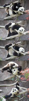 Panda Xiao Liwu Aka Mr Wu In Rare Form Photos By Mollie Rivera Panda Bear Panda Love Cute Animals