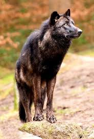 My Beautiful Wolf I Pray For Your Survival Keep On Howling Animals Are Beautiful People Beautiful Wolves Puppy Safe