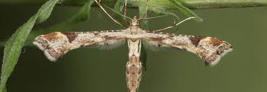 In den arsch gefickt mit kv. Tagfalter Oder Nachtfalter Was Sind Die Unterschiede Bluhendes Osterreich