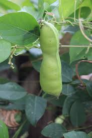 Image result for Canavalia cathartica