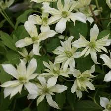They are delicate and romantic flowers that will add elegance to any garden displays. Clematis Montana Jenny Kaey Cowell S Garden Centre Woolsington