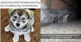 27 Amusing Animal Memes That Are Too Cute For This World Cute Animal Memes Animal Memes Cute Animal Photos