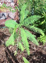 The mimosa tree is a fast grower, with the ability to put on 2 feet or more of growth during a season. Mimosa Trees Are Rampant Seeders