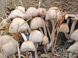 Image result for Coprinus micaceus