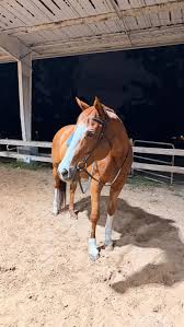 It’s time to treat yourself to tack that is made for the equestrian life.  Dirt, water, sweat, or heat is no match for a piece of Silvabel tack made  out of Biothane. Our tack will never mold, mildew, ...