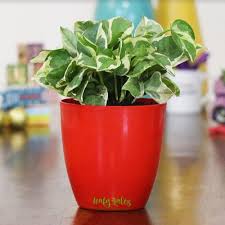 Self worth, receiving, giving, abundance. Red White Money Plant Rs 120 Unit Leafy Tales Id 21970317597