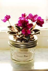Mini Wick Pot Solution Found African Violets Forum Gardenweb African Violets Plants African Violet Pots African Violets