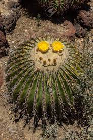 The cactus community on reddit. Motherinlaws Cactus Mexican Golden Barrel Cactus Echinocactus Stock Photo Picture And Royalty Free Image Image 41680882