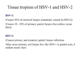 Hsv 1 gets softer nicknames like cold sores and fever blister i know there probably is a medical difference between hsv1 and hsv2, otherwise they wouldn't have different numbers, but without labs and tests. The Differences Between Hsv1 And Hsv2 Oral Herpes And Genital Herpes Herpesdatingsupport