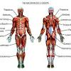 Human body anatomy and pain charts. 1