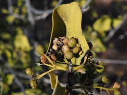 Image result for Psydrax locuples