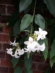 Image result for dipladenie suaveolens obrázek