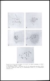 Image result for Streptocarpus hirtinervis