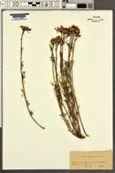 Image result for Senecio aetfatensis