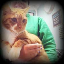 The need for a if it is true it would result in low petfinder numbers for declawed cats (cats for adoption) and new york, ny spokane, wa phoenix, az. Declawed Cats For Adoption Helps Clawless Kitties Find Homes Catster