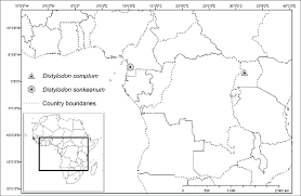 Image result for Tridactyle stevartiana