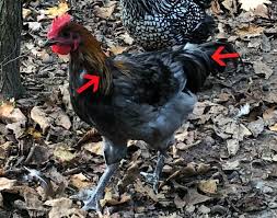 We did not find results for: Ywhat To Look For In Determining Gender In Young Chickens