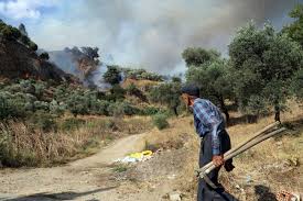 Aydın'da yangın ile ilgili haberler, son dakika aydın'da yangın haber ve gelişmeleri. Bu Agaclara Cok Emek Verdim 50 Senelik Emeklerim Gitti Son Dakika Haberleri