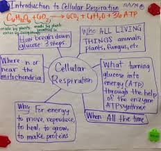Mrs Paul Biology 10th Grade Biology Notes Charts 2014