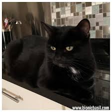 Happy black cat appreciation day. Bionic Basil Home Of Basil And The B Team Black Cat Appreciation Day With Parsley Aka Special Sauce The Sunday Selfies Blog Hop