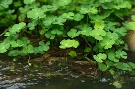 Image result for Marsilea apposita