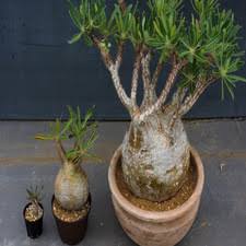 Image result for Cyphostemma montanum