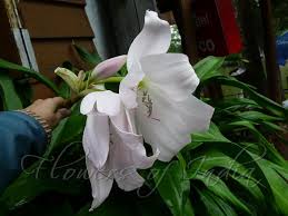Image result for Crinum moorei