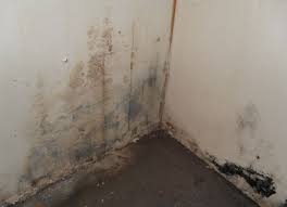 Pin On Mold Inspection Toronto