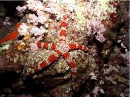 Image result for Gomphia