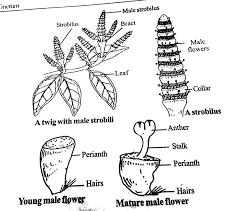 Image result for Gnetum