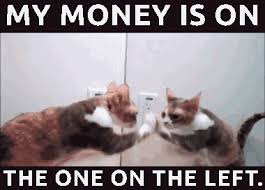 564 x 564 png 177 кб. 12 Funny Cat Memes Gif Factory Memes