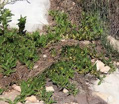 Image result for Teedia lucida