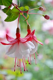 Risultati immagini per Naturaleza perfecta. Fuchsia.